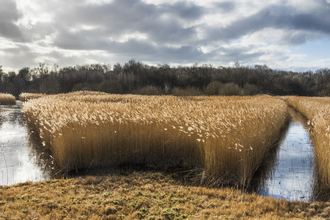 View through the reed beds on a nature reserve