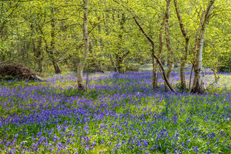 Bluebells in a woodland