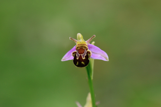singular bee orchid - looks like a bee resting on purple petals