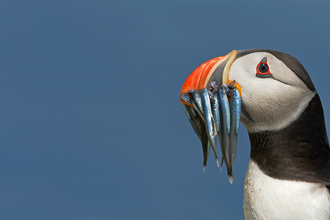 A puffin with sand eels in its beak