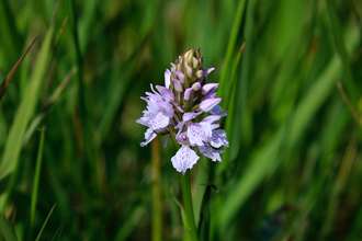 Spotted orchid  on its own in long green grass. It has little lilac petals in a cone shaped head.