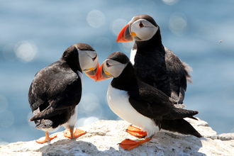 Three puffins stood together on a ciff top.