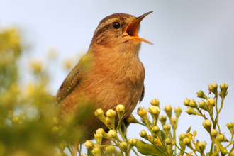 A wren perched on top of a bush calling with its beak wide open.