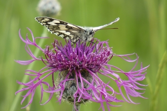 Marbled white butterfly resting on a purple thistle - the background is a grassy field that has been blurred out