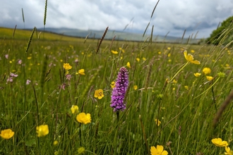 A green meadow awash with wildflower purple orchids and yellow ragged robin