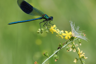 Banded demoiselle damselfly perching on common agrimony