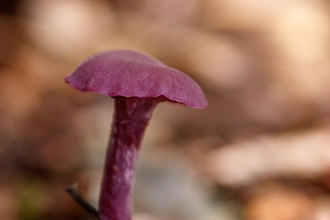 singular purple fungi on the brown leaf littered woodland floor