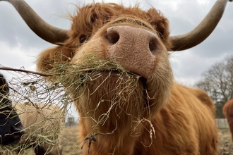 Grazing highland cattle