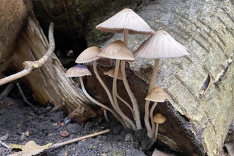 cluster of fungi growing out of dead wood