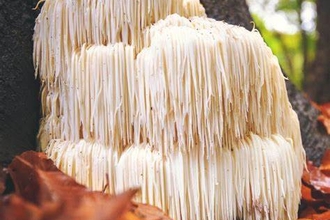 Lions mane mushroom with white dangly tassles