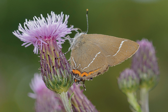 Whiteletter hairstreak butterfly resting on the side of a purple thistle head plant. It has brown wings, with two white hair looking streaks running through its wings. At the edge near its body, the wings are bright orange with a black line seperating the orange and brown.