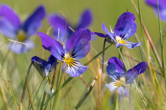 Purple mountain pansies growing in a grassy field..