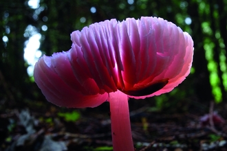 a pink fungi with its spore facing upwards rather than the usual downwards facing toadstool spores. It's on the woodland floor and you can see trees and daylight creeping through in the background.