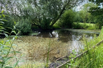 View of a thriving pond surrounded by lush greenery in summer after restoration work to improve it.