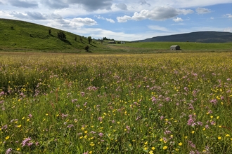 A bright wildflower meadow