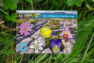 A set of 5 metal pin brooch badges depicting 5 different wildflowers you are likely to find on Ingleborough. They are attached to a small piece of card which has the image of Ingleborough on it so it looks like the pin badge flowers are dotted over the limestone pavements