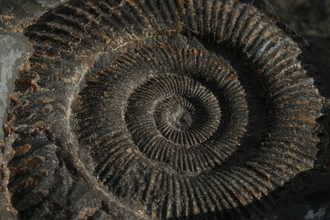 A close up of the swirl of an ammonite fossil