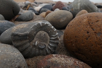 An ammonite sits in the middle of pebbles on Spurn's beach