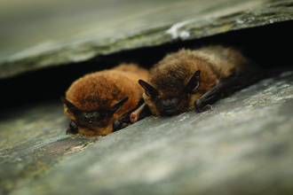 Two common pipistrelle bats sit between roof tiles