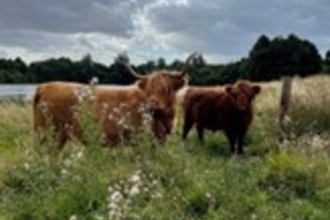 2 Highland Cows in a field