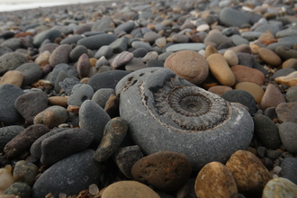 ammonite