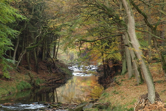 Woodland and river in autumn