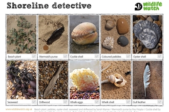 Shoreline detective spotters guide