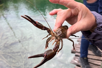 a hand holding a crayfish over a body of water that they have just caught it from doing crayfish surveys.