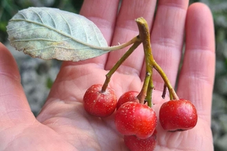 Rock whitebeam berries -  a cluster of 5 red berries attached to a stem with a single leaf, resting in the palm of a hand being shown to the camera.