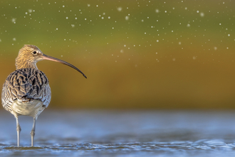 Curlew from behind with its head turned to the right standing in shallow water