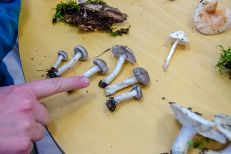 Samples of different fungi collected at Potteric Carr