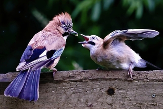 2 Jay birds perched on a branch 