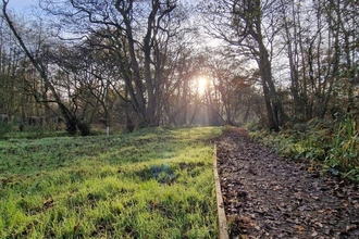 View of a boardwalk next to some grass on a boggy nature reserve. There is low autumn sunlight soming through the trees