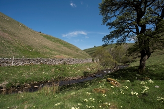 A small stream winding through a field, with a dry stone wall on the far side and a tree in the foreground. Yellow primroses grow in clusters in the grass.