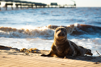 Seal pup looks towards camera on a beach