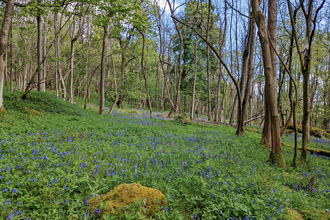 A bluebell carpet at Grass Wood