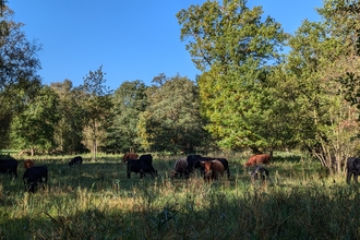 Askham Bog reserve in summer with cattle grazing