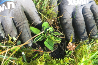 Two gloved hands planting a speedwell plant inamongst moss