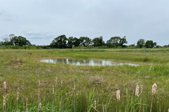 Wet grassland habitat at Parson's Carr