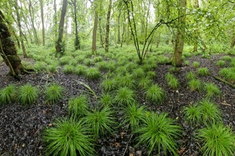 Tufted green clumps growing among bare soil under young trees