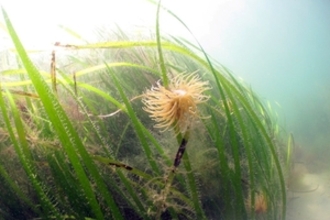 Seagrass growing under water