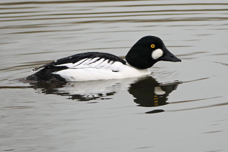 Male goldeneye with reflection