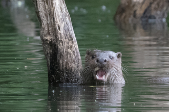 otter peaking its head out the water facing the camera with an open mouth next to a branch also sticking vertically out of the water
