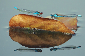 Male small-eyed and common blue damselflies confront each other on a floating brown leaf. The scene is reflected in the water.