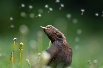 A blackbird posing in the grass whilst dandelion seeds float behind it