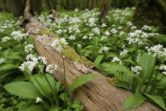 Flowering wild garlic with a fallen tree