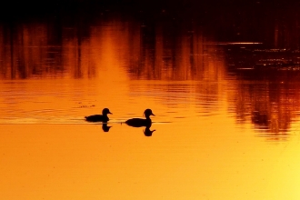 Tufted ducks at sunset