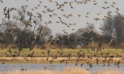 Wheldrake Ings Nature Reserve