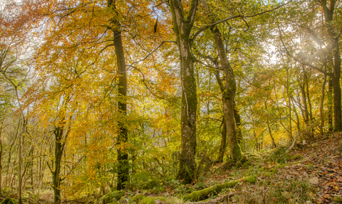 Stunning autumnal colours Grass Wood - TOS Sara