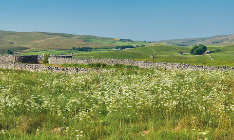 A wildflower meadow filled with beautiful white flowers.